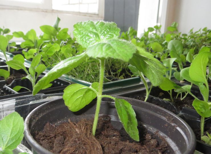 Penyebaran ageratum dengan keratan