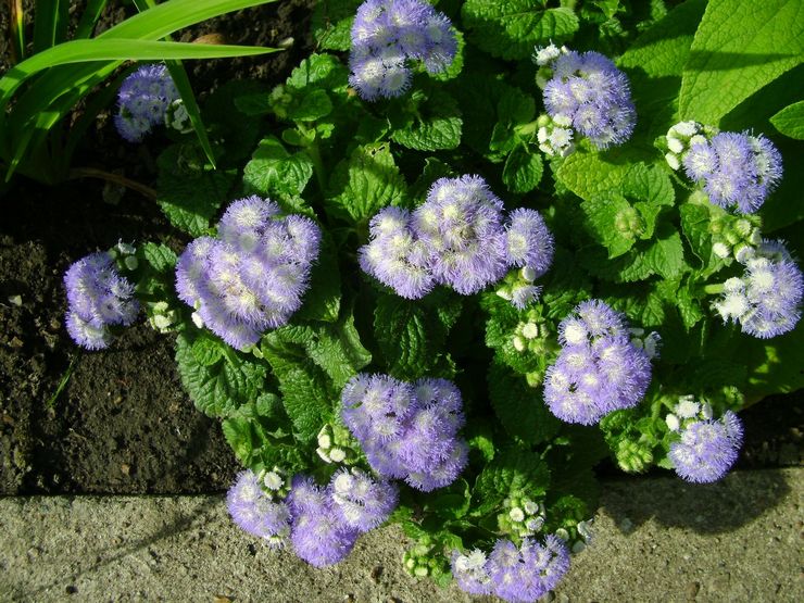 Ageratum vård