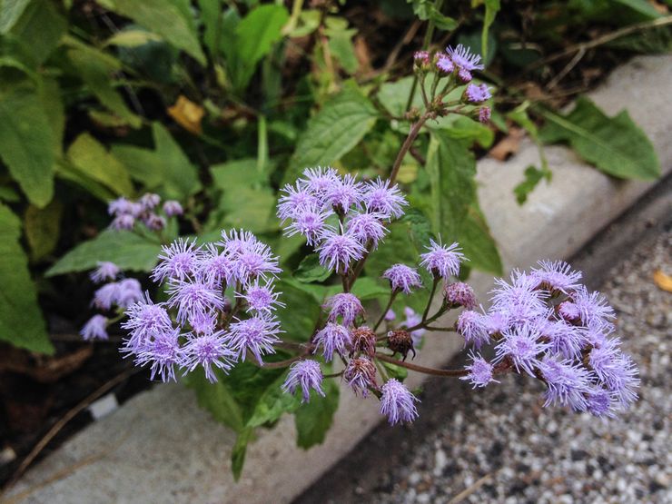 Ageratum skadedjur