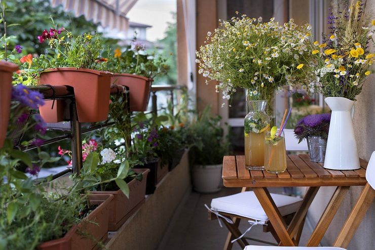 Klättringsväxter för balkongen: snabbt växande, fleråriga blommor och årliga blommor