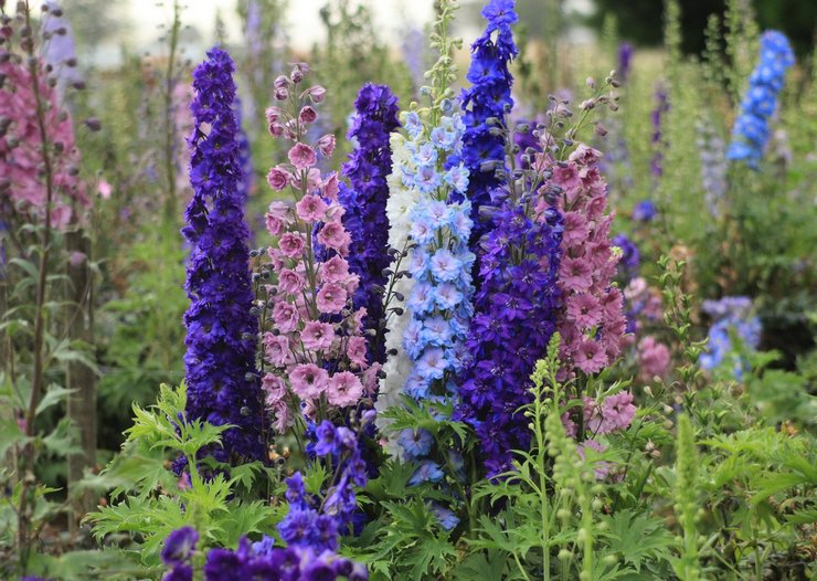 Delphinium - plantering och vård i det öppna fältet. Odling av en delphinium från frön, reproduktionsmetoder. Beskrivning, typer. Ett foto