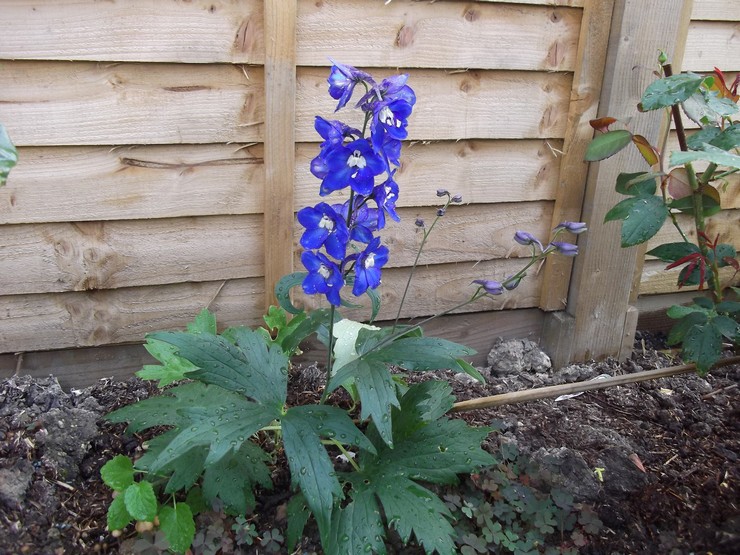 Utomhus delphinium vård