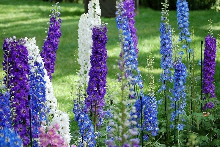 Populära typer och sorter av delphinium