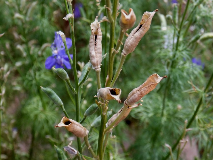 Delphinium efter blomning