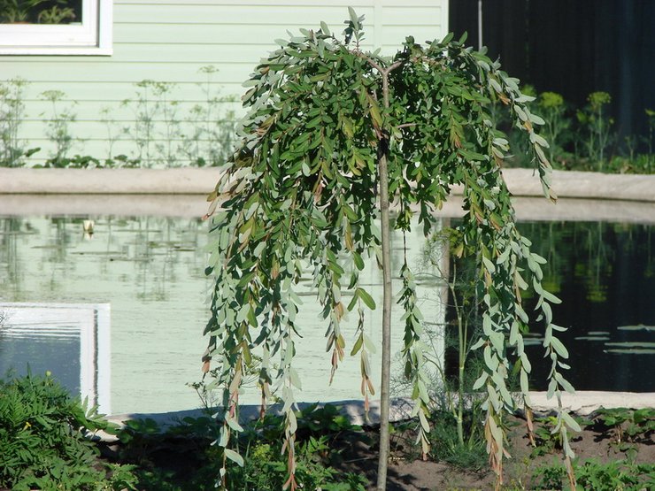 Kesan yang tidak kurang hebatnya dibuat oleh pokok lata biasa.