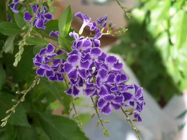 Duranta - hemvård. Odling av durants, transplantation och reproduktion. Beskrivning, typer. Ett foto