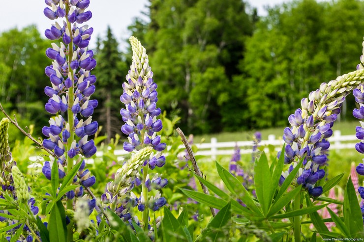 Lupin är en ört som anses vara den bästa gröna gödseln