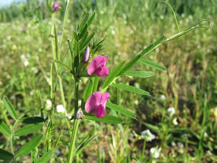 Vetch är en klätterväxt som behöver stöd i form av en annan mer motståndskraftig gröda.