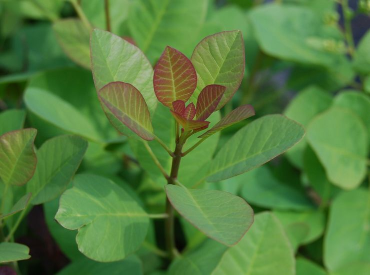 Skumpia - penanaman dan penjagaan di ladang terbuka. Penanaman scumpia, kaedah pembiakan. Penerangan, jenis. Gambar