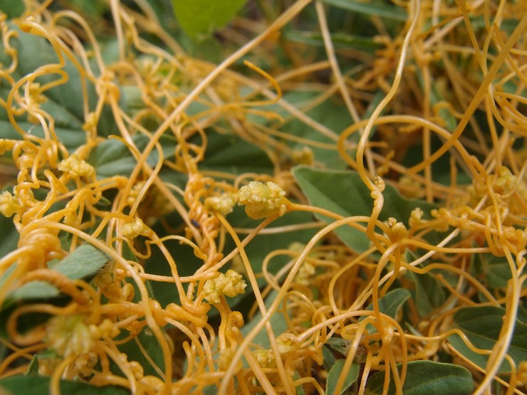 Parasit Dodder: cara melawan, cara menghilangkan kebun. Penerangan, jenis. Gambar