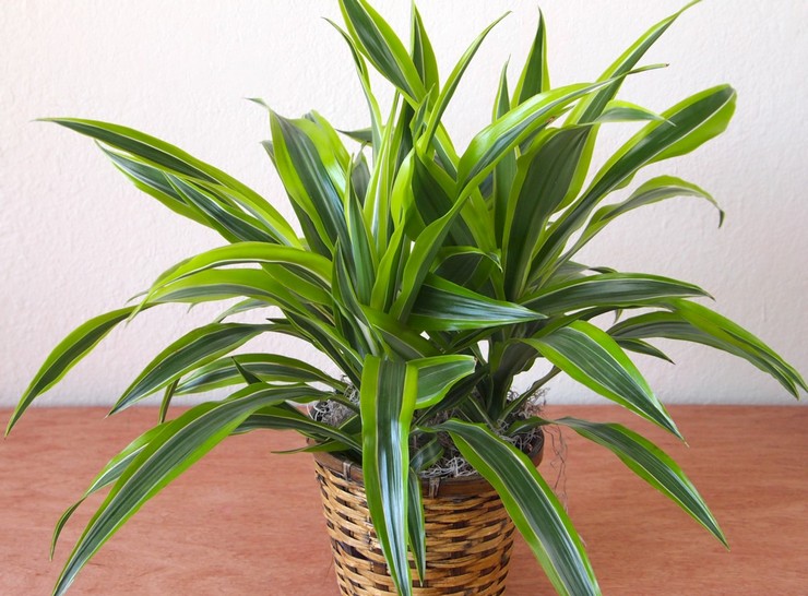 Doftande dracaena - hemvård. Odling av doftande dracaena, transplantation och reproduktion. Beskrivning. Ett foto