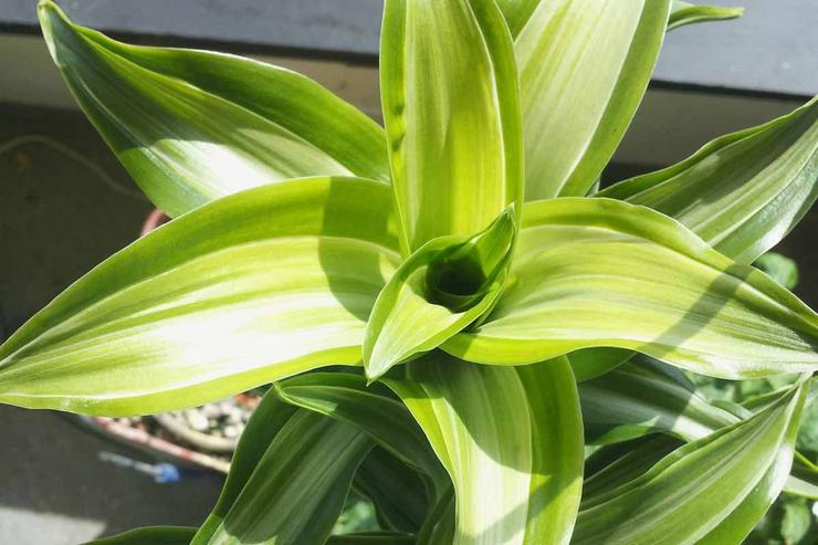 Cara penyiraman harum dracaena mestilah sederhana