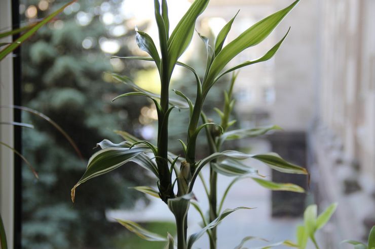 Omsorg för doftande dracaena hemma