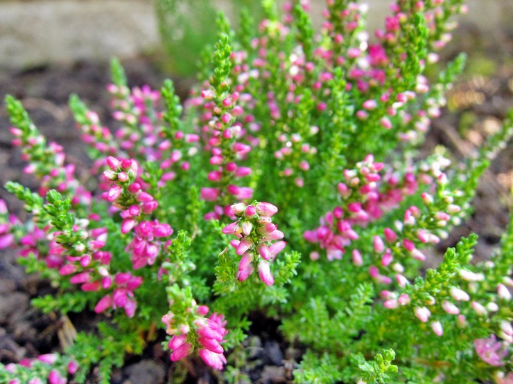 Plantering och vård av Erica utomhus