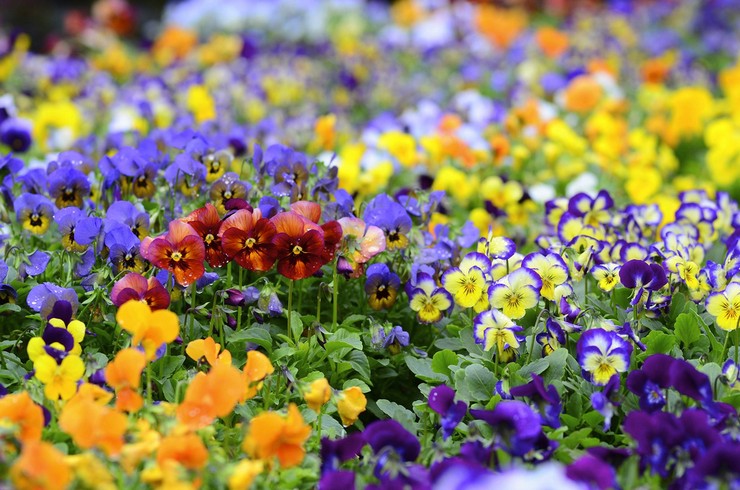 Skyltar förknippade med färgen på violetta blommor