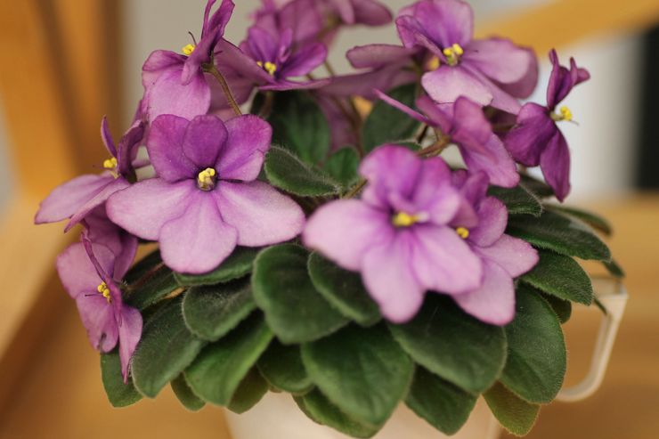 Violet, eller Saintpaulia, är ett släkt av örtartade blommande inomhusväxter av Gesneriaceae-familjen