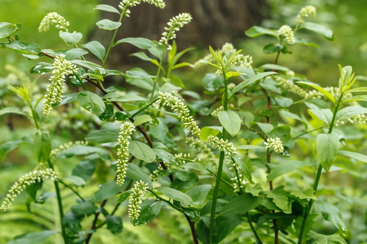 Itea virginskaya - plantering och vård i det öppna fältet. Odling av Itea, reproduktionsmetoder. Beskrivning, typer. Ett foto