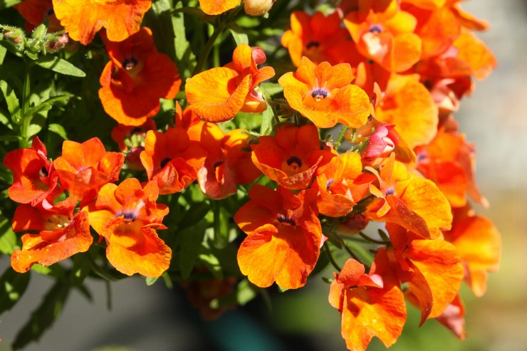 Nemesia - plantering och vård i det öppna fältet. Växande nemesia från frön, reproduktionsmetoder. Beskrivning, typer. Ett foto