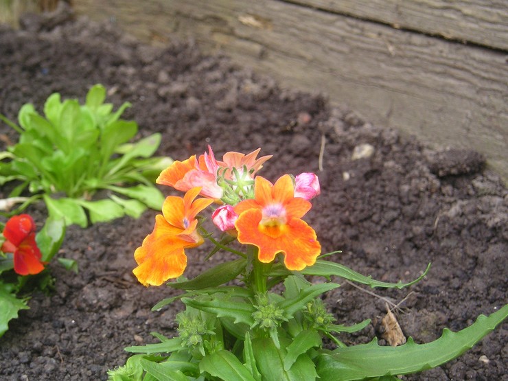 Plantering av nemesia i öppen mark