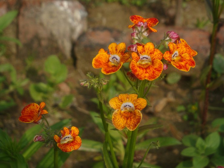 Penjagaan Nemesia