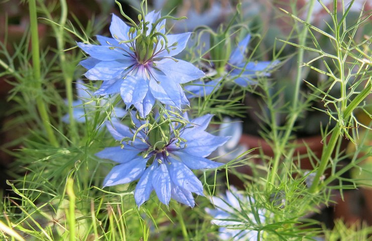 Nigella - menanam dan dandanan di luar rumah. Tumbuh nigella dari biji, kaedah pembiakan. Penerangan, jenis. Gambar