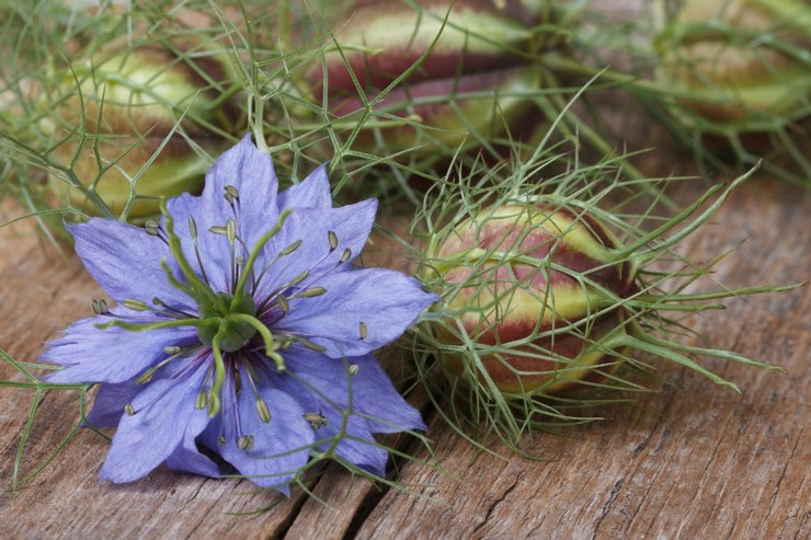 Användbara egenskaper hos nigella