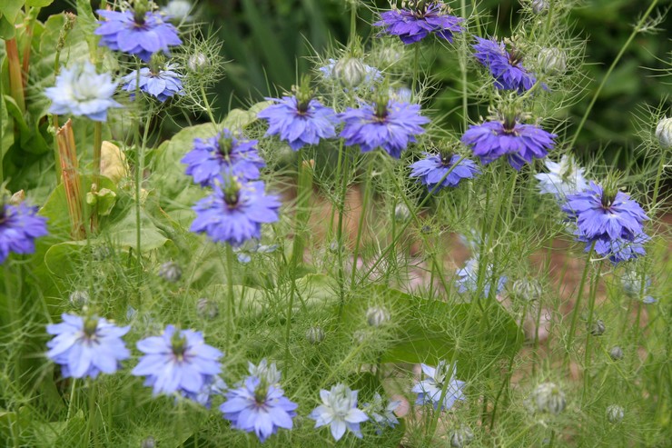 Merawat nigella di kebun