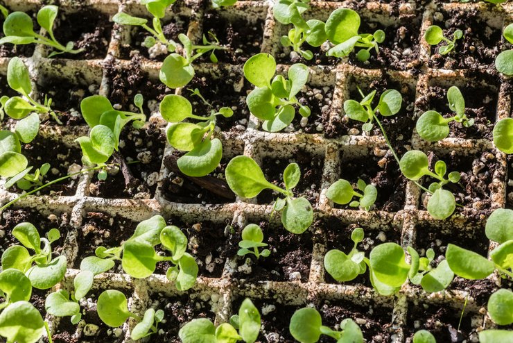 Cara menanam anak pokok petunia dari biji