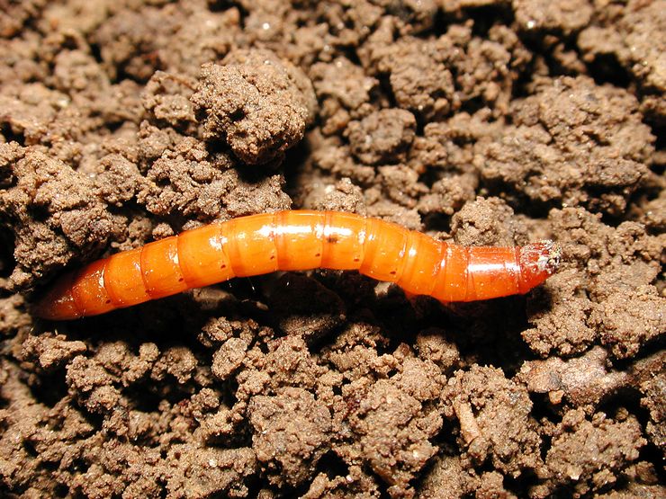 Wireworm - cara menyingkirkan taman, dana dan persiapan. Melawan kentang cacing dan wortel