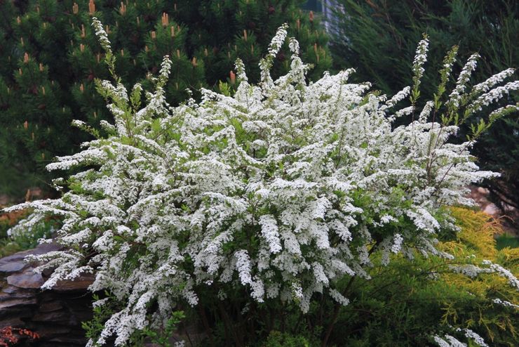 Kelabu Spirea