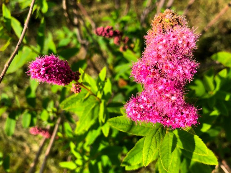 Spirea willow