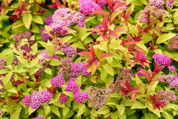 Spirea Jepun