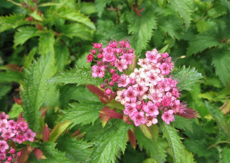 Spirea skarpa