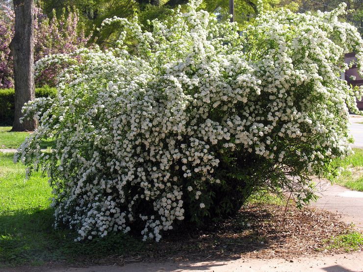 Spirea - plantering och vård i det öppna fältet.Växande spirea från frön, reproduktionsmetoder. Beskrivning, typer. Ett foto