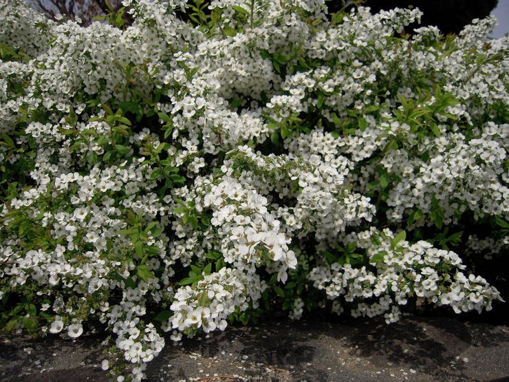 Spirea vård