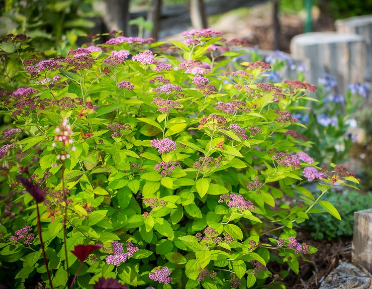 Funktioner av växande spirea