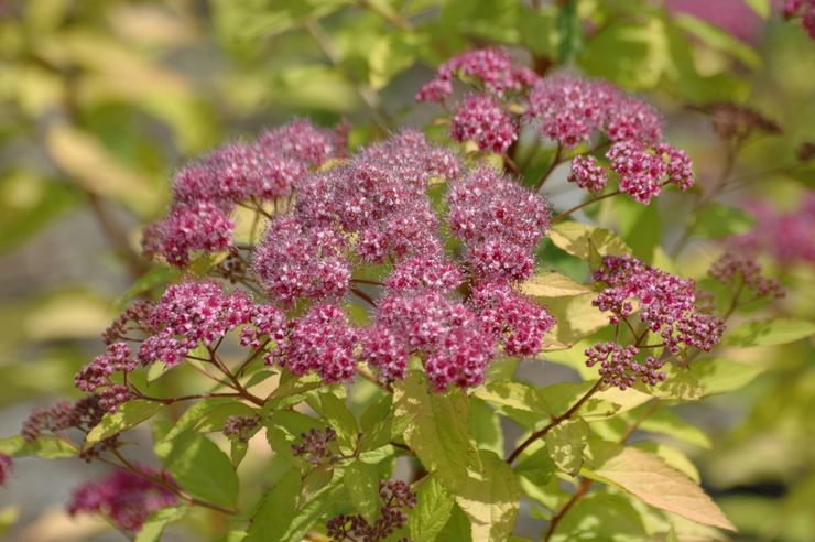 Spirea Bumald