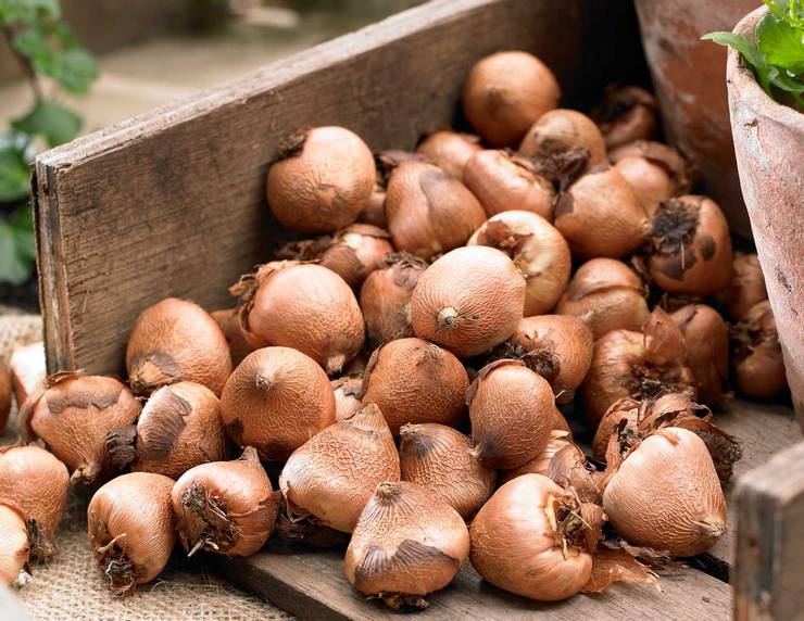 Cara menjaga asam tepung hingga musim bunga