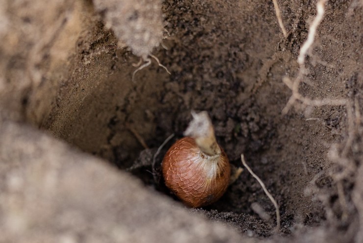 Plantering av syrgaser