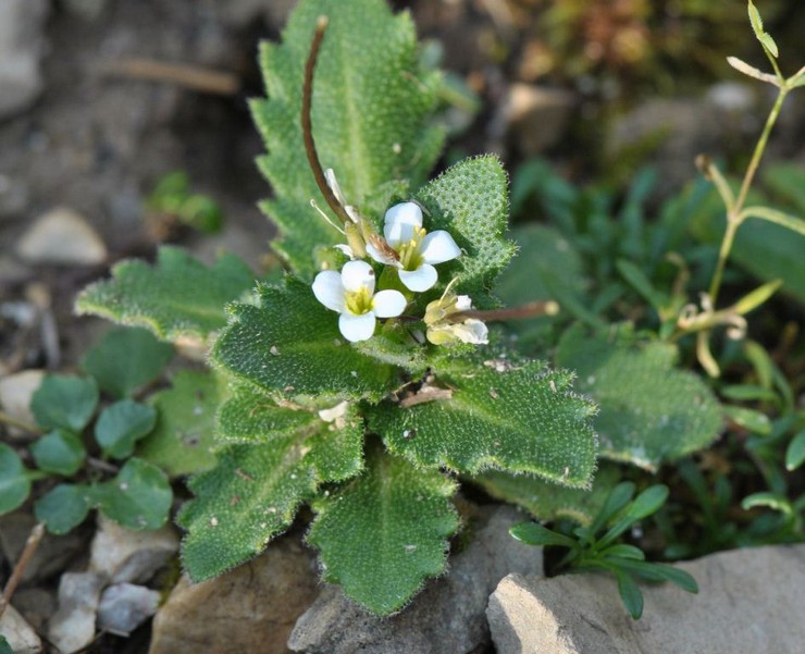 Plantera arabis i öppen mark