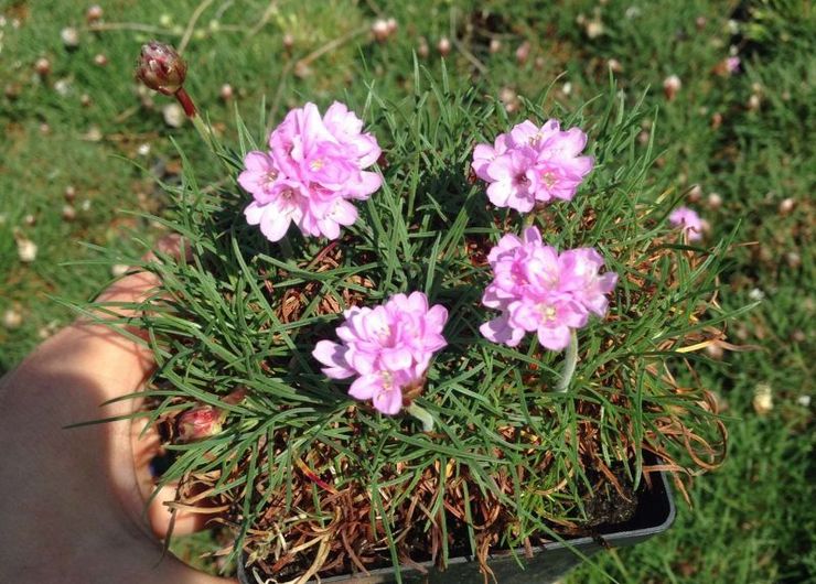 Plantera armeria i öppen mark