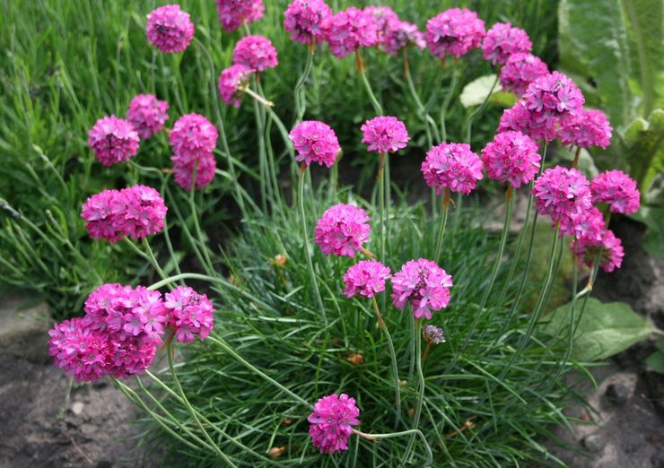 Penjagaan Armeria