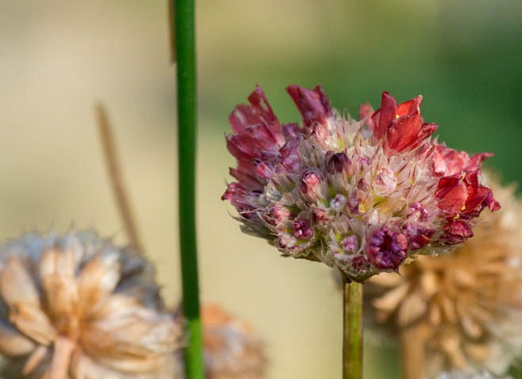 Armeria efter blomning