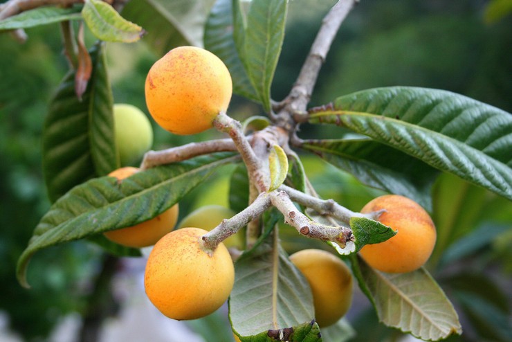 Medlar - penjagaan rumah. Penanaman, pemindahan dan pembiakan. Medlar Jepun dan Jerman