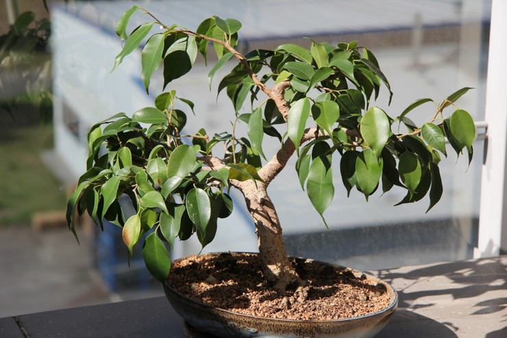 Hur man gör ficus bonsai