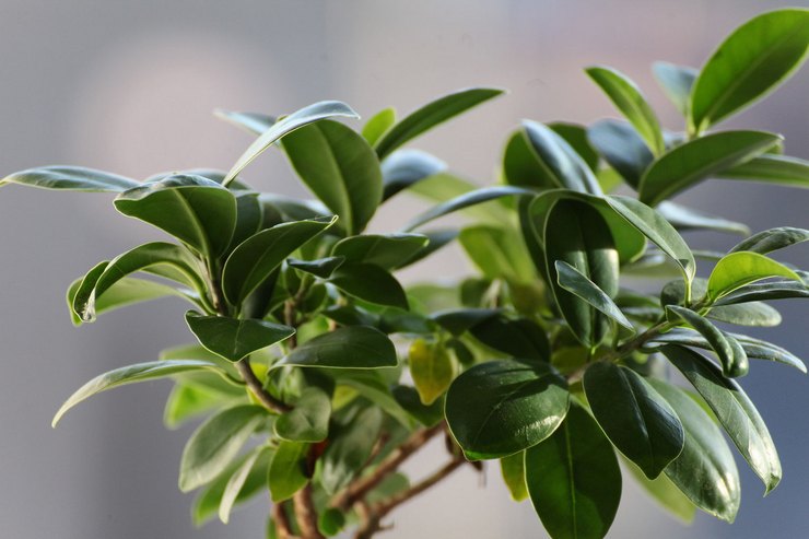 Ficusbildning - hur man beskär rätt