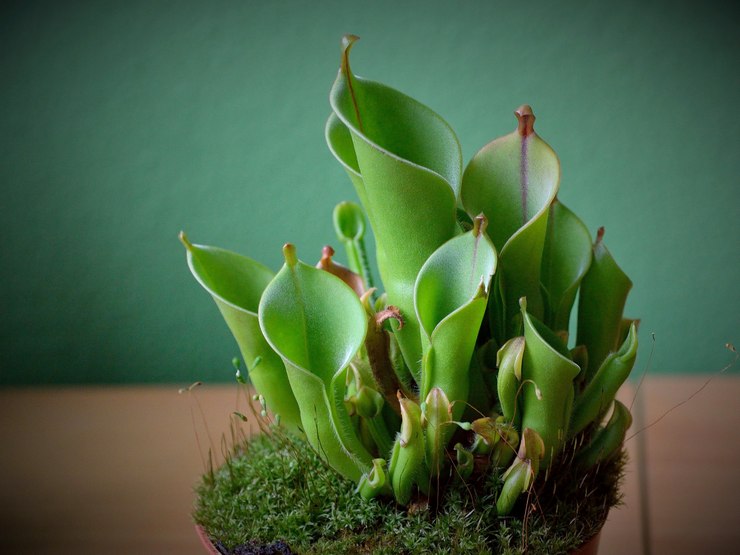 Heliamphora - hemvård. Heliamphora odling, transplantation och reproduktion. Beskrivning, typer. Ett foto