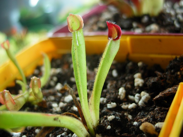 Pembiakan heliamphora