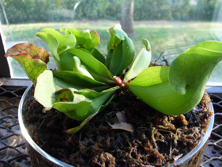 Merawat Heliamphor di Rumah