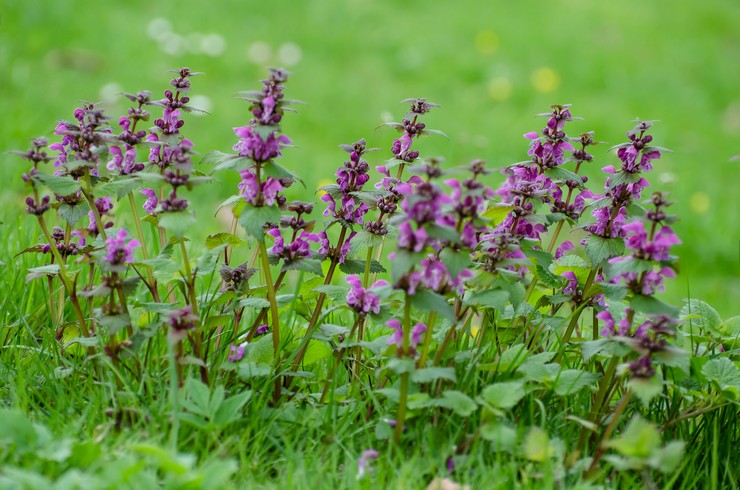 Lamm - plantering och vård i det öppna fältet. Odling av ett lamm från frön, reproduktionsmetoder. Beskrivning, typer. Ett foto